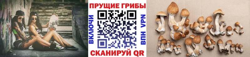 Псилоцибиновые грибы Psilocybine cubensis  Суоярви 